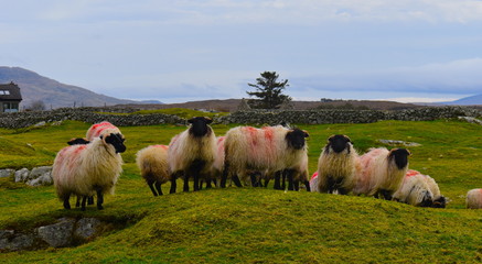 Fototapeta premium Scottish blackface mountain sheep came to Ireland shortly after Cheviot sheep. Breeds are not native to Ireland. Wool is more brittle not great for making clothes with. It is used for carpets, rugs