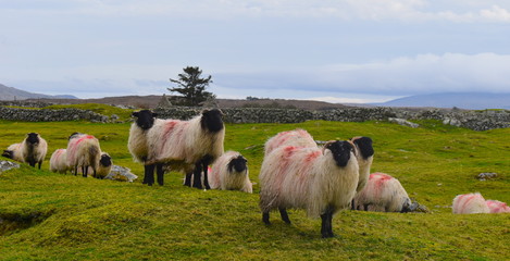 Naklejka na ściany i meble Flock of blackface sheep in Ireland. They have black faces, long fleeces and curving horns. They are nimble and roam about looking for grass. Irish sheep are more commonly used for meat than for wool.
