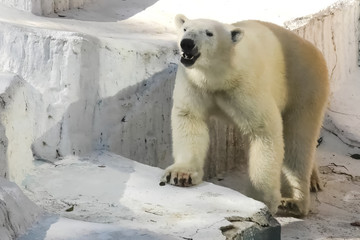 Polar bear at the zoo. life of a polar bear in captivity.