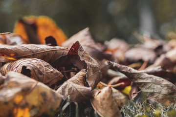 Dry autumn leaves in orange and brown color. Close-up. Background