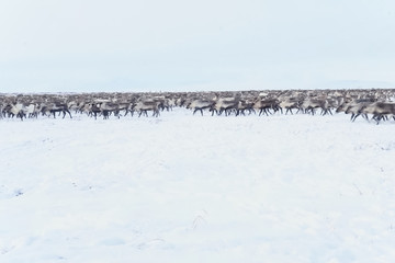 Reindeer in the sima tundra in snow.