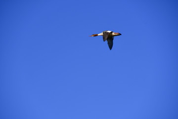 カワアイサが飛んでいる様子　　　　京都