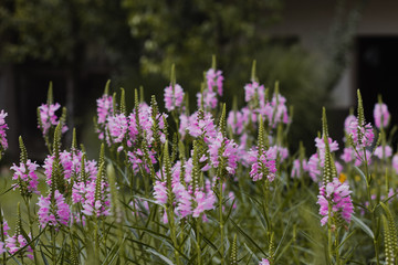Lupins in nature. Purple flowers.