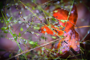 Raindrops with red leaf