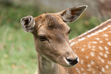 Portrait of a young doe on a green background.