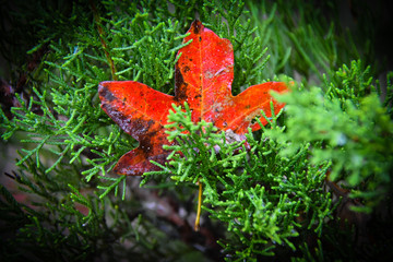 Lone Red Leaf in Green Tree