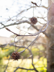 detail of a liquidambar (sweetgum tree) seed with blurred background