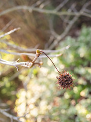detail of a liquidambar (sweetgum tree) seed with blurred background