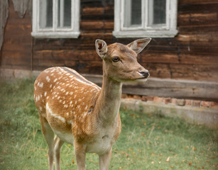 Naklejka na ściany i meble Portrait of a young deer on the background of a wooden house.