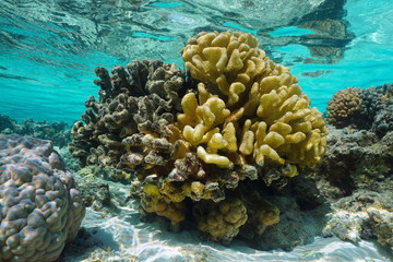 Pocillopora coral healthy on the right part and completely dead on the left, in shallow water, Pacific ocean, French Polynesia, Oceania