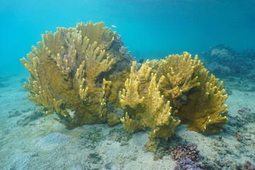 Naklejka na ściany i meble Yellow fire coral (Millepora Sp.) underwater, Pacific ocean, Huahine, French Polynesia, Oceania