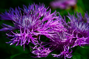 Wild flowers in a meadow nature. Natural summer background with wild flowers in the meadow in the morning sun rays. Morning field background with wild flowers.