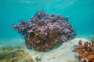 Purple coral (Montipora Sp.) underwater with tropical fish, Pacific ocean, Huahine, French Polynesia, Oceania