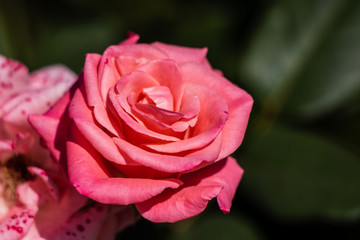 Colourful close up of a single pink rose head. 