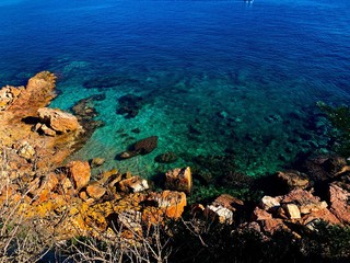 coral reef with tropical fish