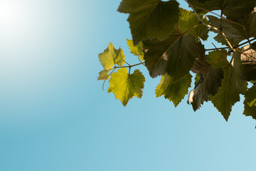 Green leaves on the sky. Fall, spring grape leaves.