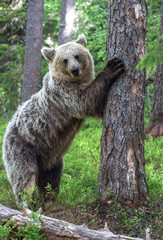 Fototapeta na wymiar Brown bear stands on its hind legs by a pine tree in a summer forest. Scientific name: Ursus arctos. Natural habitat. Autumn season.