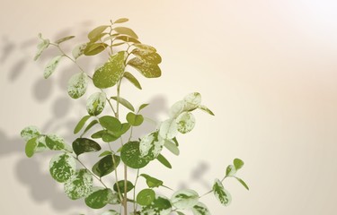 Botanical.