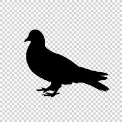 Detailed bird black silhouette isolated on transparent background. Bird icon. Flat style bird sign. Vector illustration