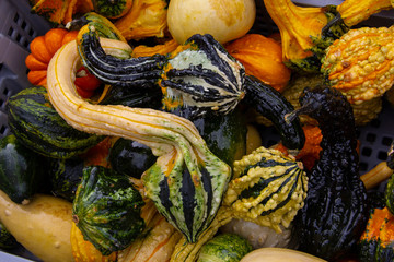 Small decorative gourds and squash