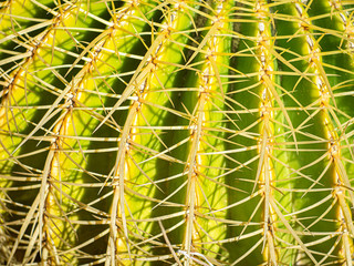detail of a prickly cactus close up