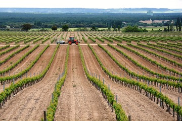 Fototapeta na wymiar One tractor in a vineyard