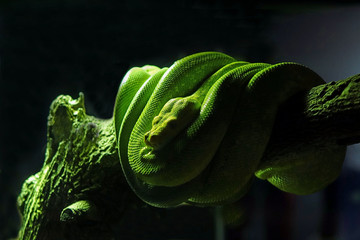 Fototapeta premium Emerald Green tree python in the darkness of forest. Selective focus, blurred background with copy space.