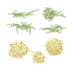 isolated volume colored underwater algae 