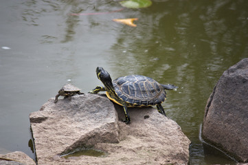 Turtles sunbathe on the outgoing stones of a pond