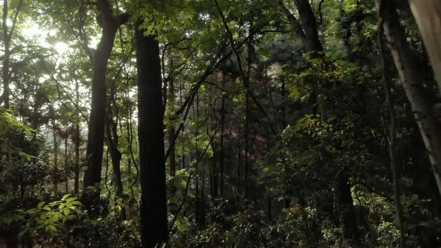 森の木々