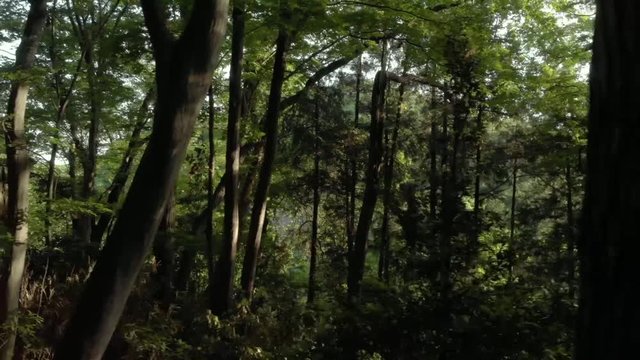 森の木々