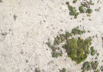 Natural green moss on a white stone texture. Wallpaper, background with a free blank copy space for text.