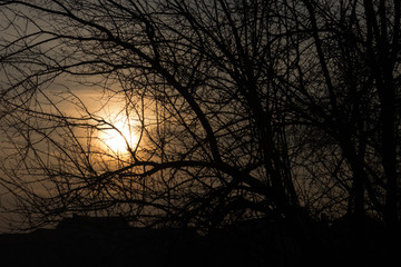 Dark moody sunset through the tree branches.