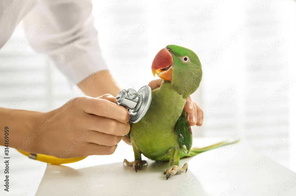 Wall mural veterinarian examining alexandrine parakeet in clinic, closeup