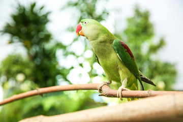 Beautiful Alexandrine Parakeet on tree branch outdoors