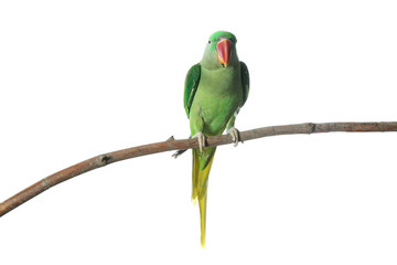Beautiful Alexandrine Parakeet on tree branch against white background