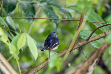 oriental magpie-robin is a small passerine bird occurring across most of the Indian subcontinent and parts of Southeast Asia