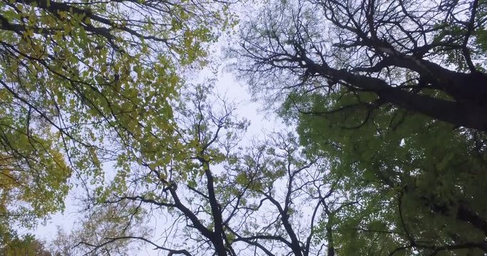 View up at the trees in autumn Park