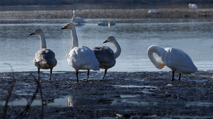 水辺で白鳥達の１羽が他を見ている