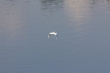 Fototapeta na wymiar Asian openbill stork flying on the lake in the morning