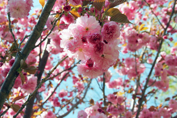 full cherry blossom tree in spring