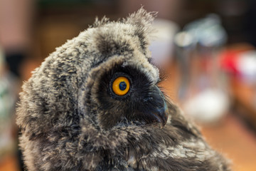 Eastern screech owl