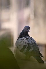 pigeon in the park