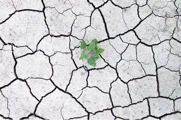 Fototapeta premium Green grass growing up on crack dry land, top view. season of drought