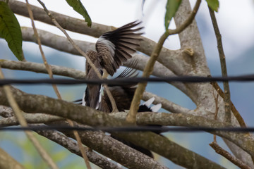 Spotted Dove (Spilopelia chinensis) in malaysia