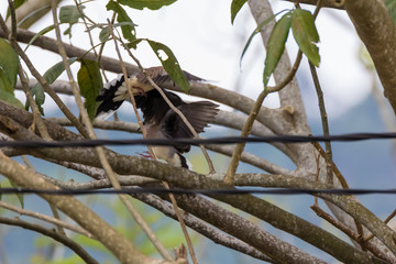 Spotted Dove (Spilopelia chinensis) in malaysia