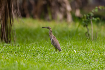 Malagasy pond heron, Chinese pond heron in nature