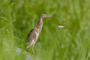 Malagasy pond heron, Chinese pond heron in nature