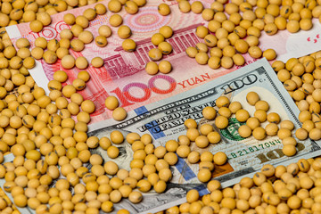 Chinese 100 yuan renminbi and American 100 dollar bill surrounded with soybeans. Concept of China and United States of America tariffs, trade war, and grain commodity market prices