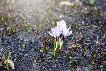 Spring  nature background with flowering violet crocus in early spring. Plural crocuses in the...